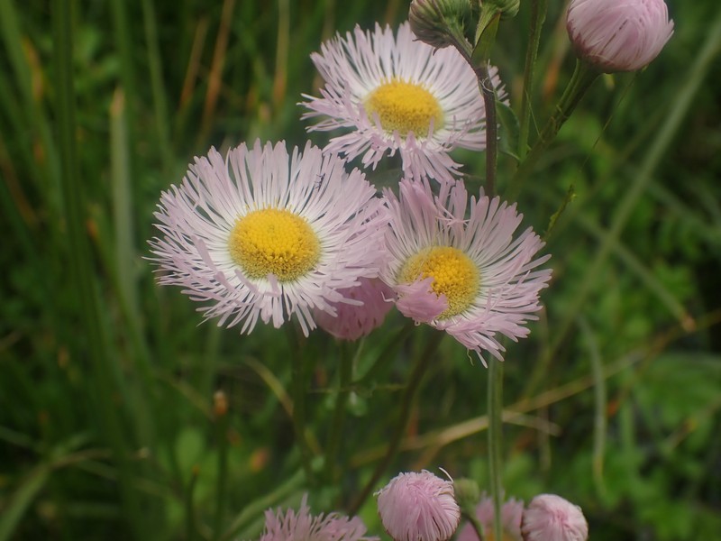 Erigeron philadelphicus var. glaber photo 7