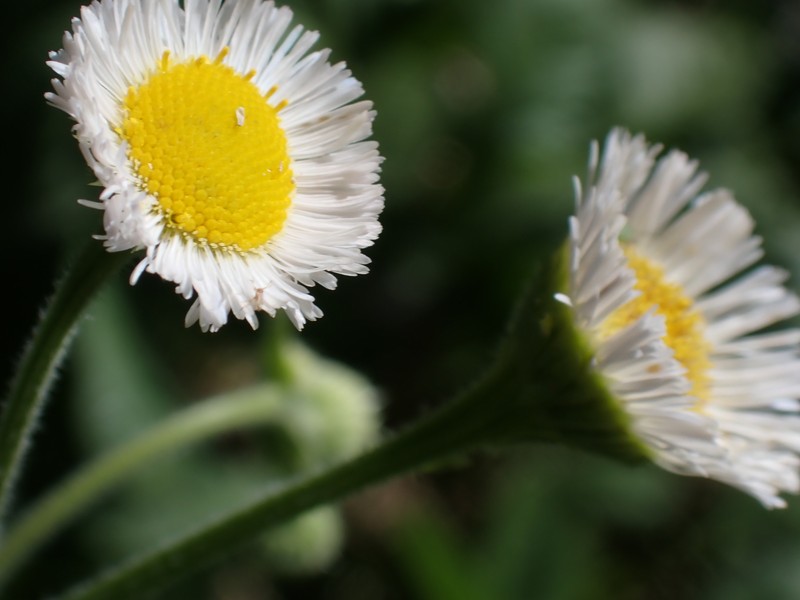 Erigeron philadelphicus var. philadelphicus