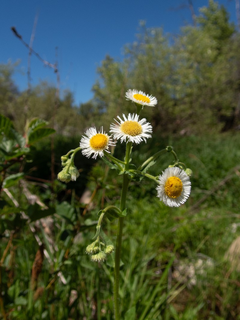Erigeron philadelphicus var. philadelphicus photo 2