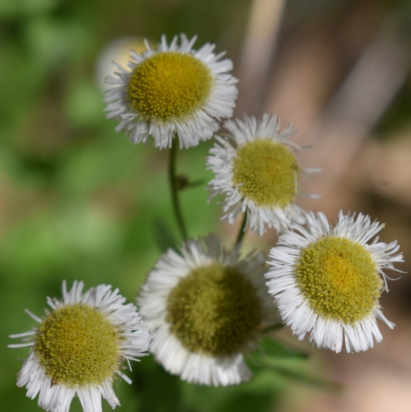 Erigeron philadelphicus var. philadelphicus photo 3