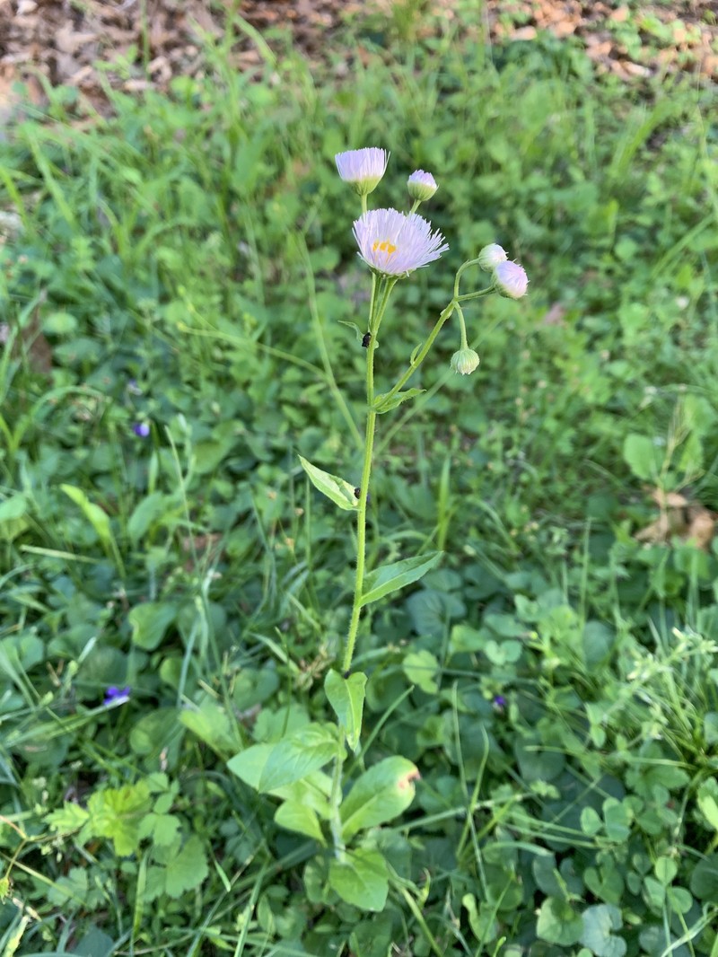 Erigeron philadelphicus var. philadelphicus photo 5