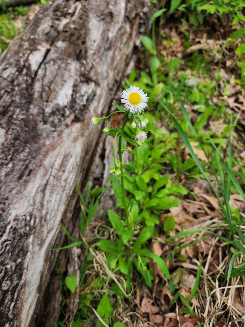 Erigeron philadelphicus var. philadelphicus photo 6