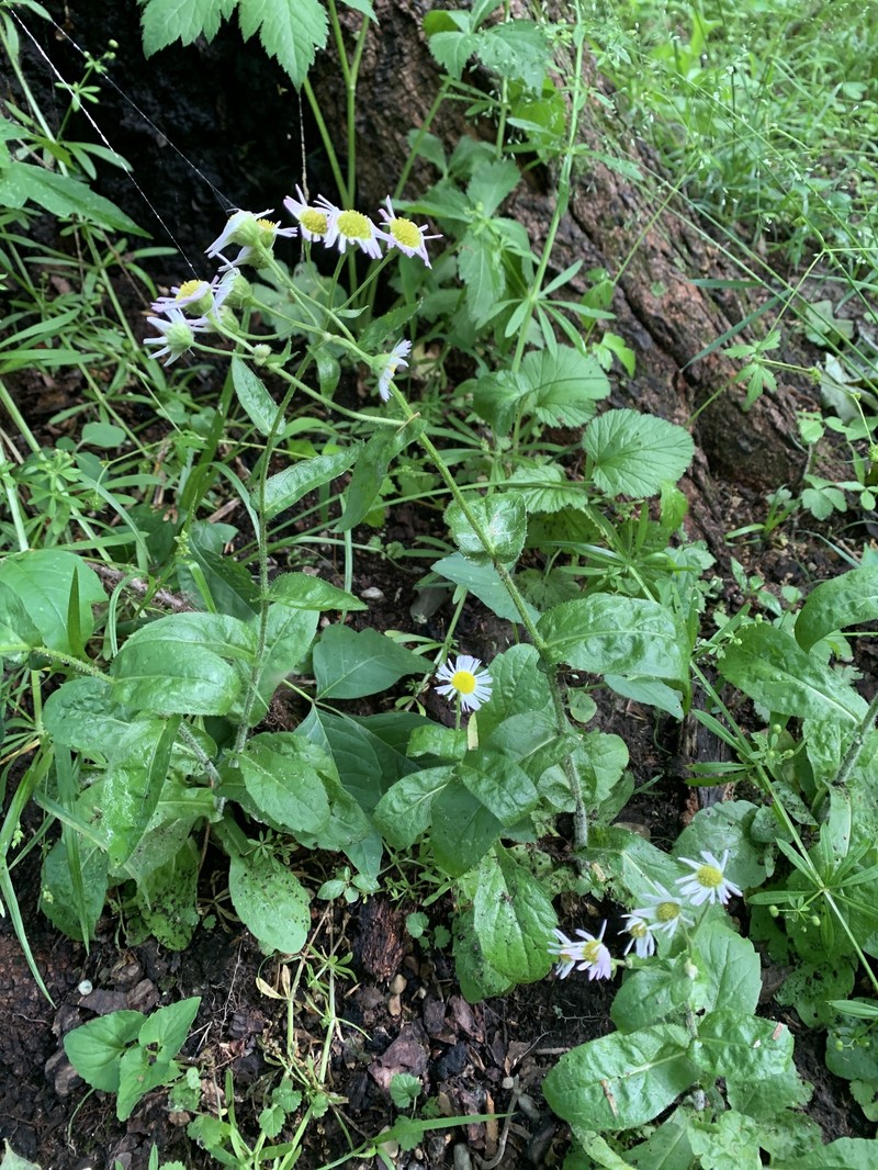 Erigeron philadelphicus var. philadelphicus photo 7