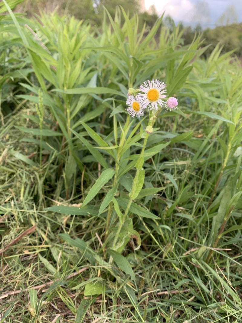 Erigeron philadelphicus var. philadelphicus photo 8