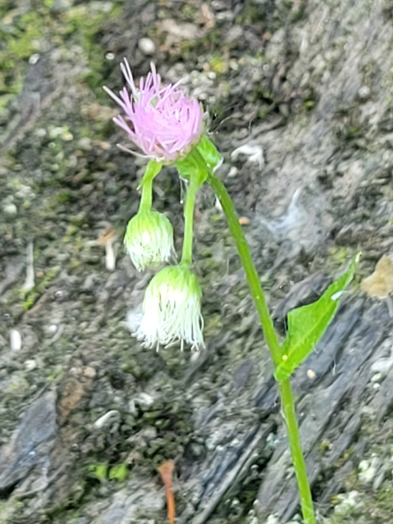Erigeron philadelphicus var. provancheri