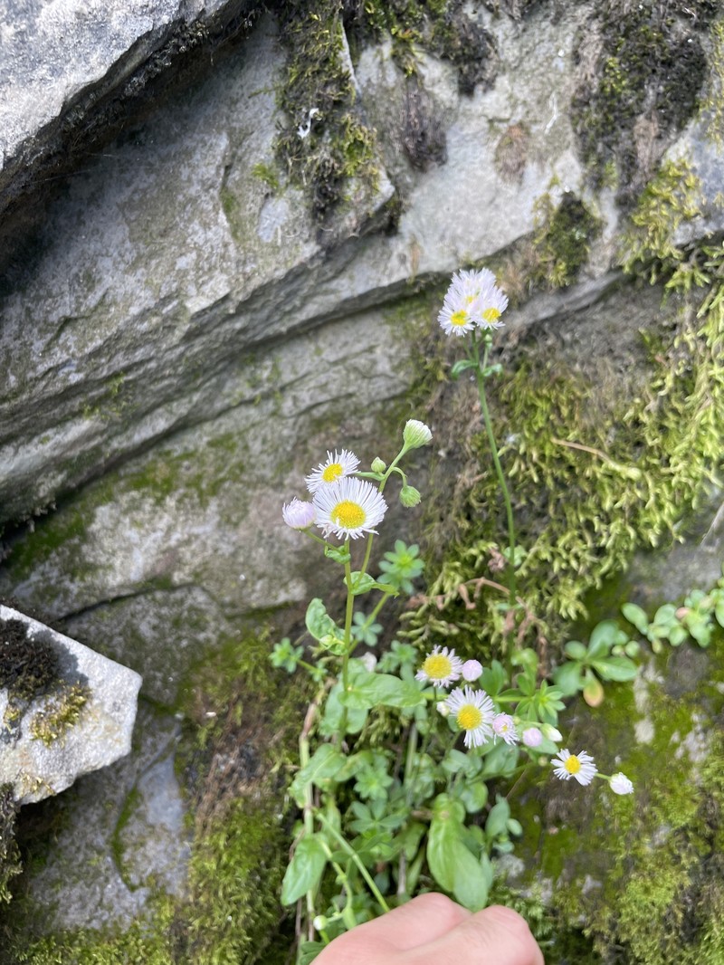 Erigeron philadelphicus var. provancheri photo 2