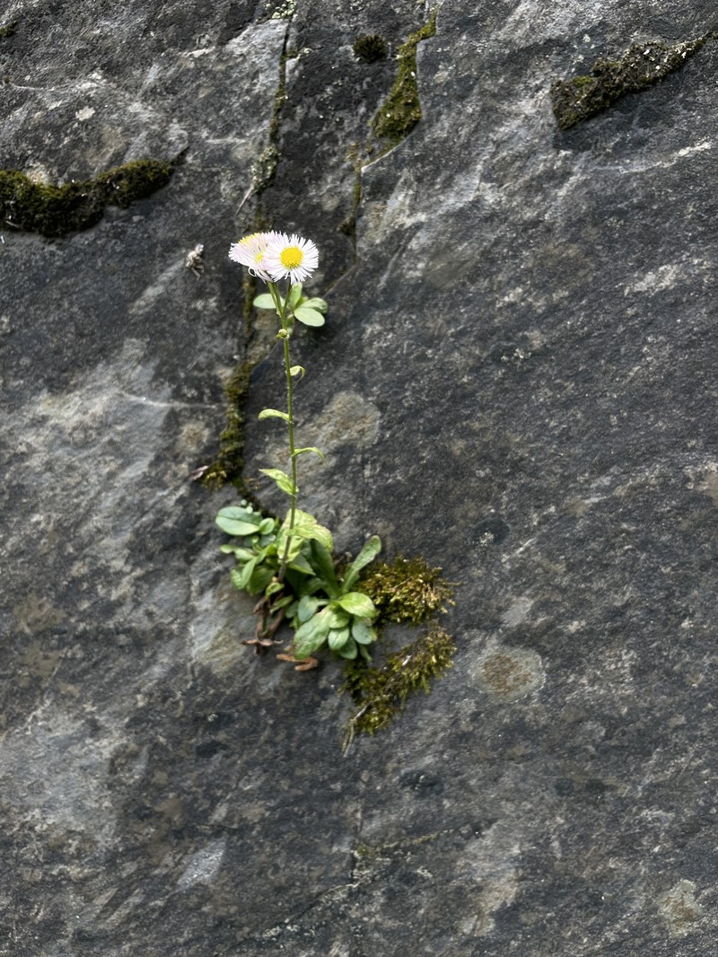 Erigeron philadelphicus var. provancheri photo 3