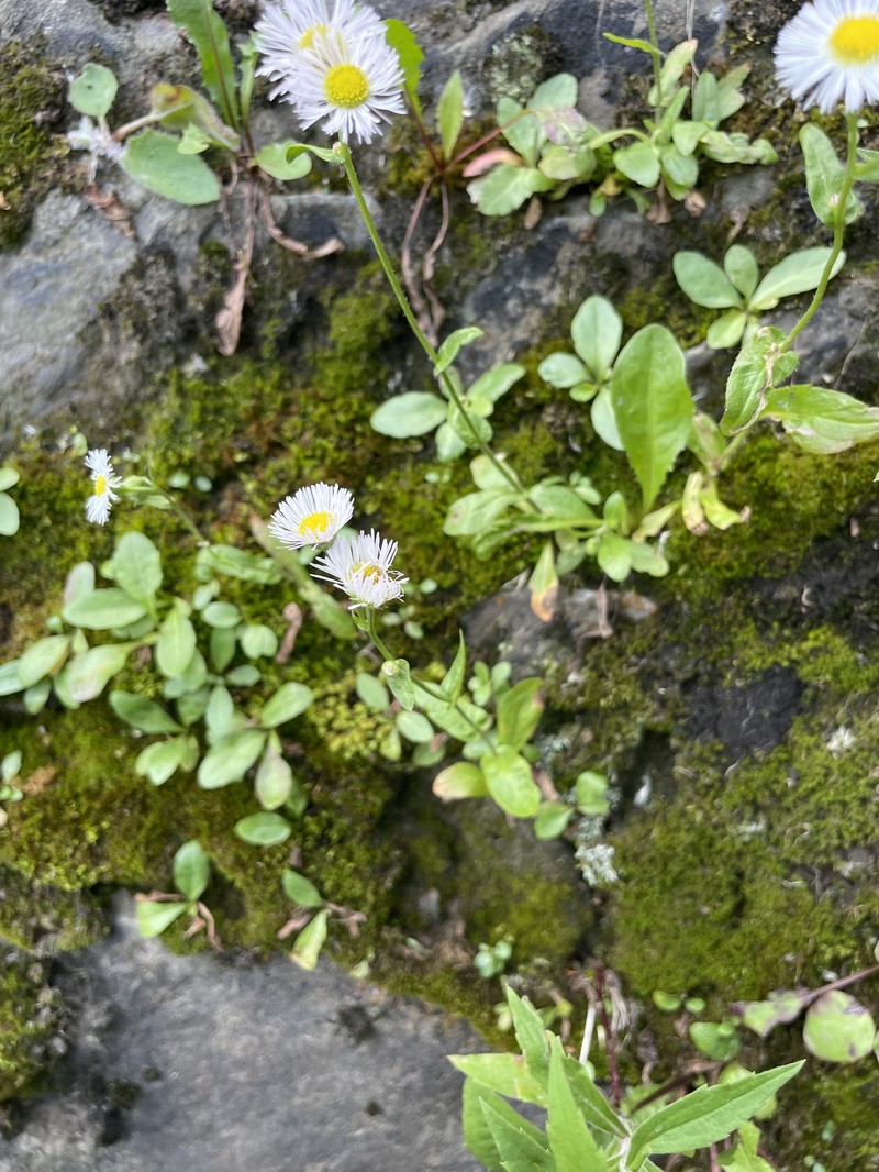 Erigeron philadelphicus var. provancheri photo 4