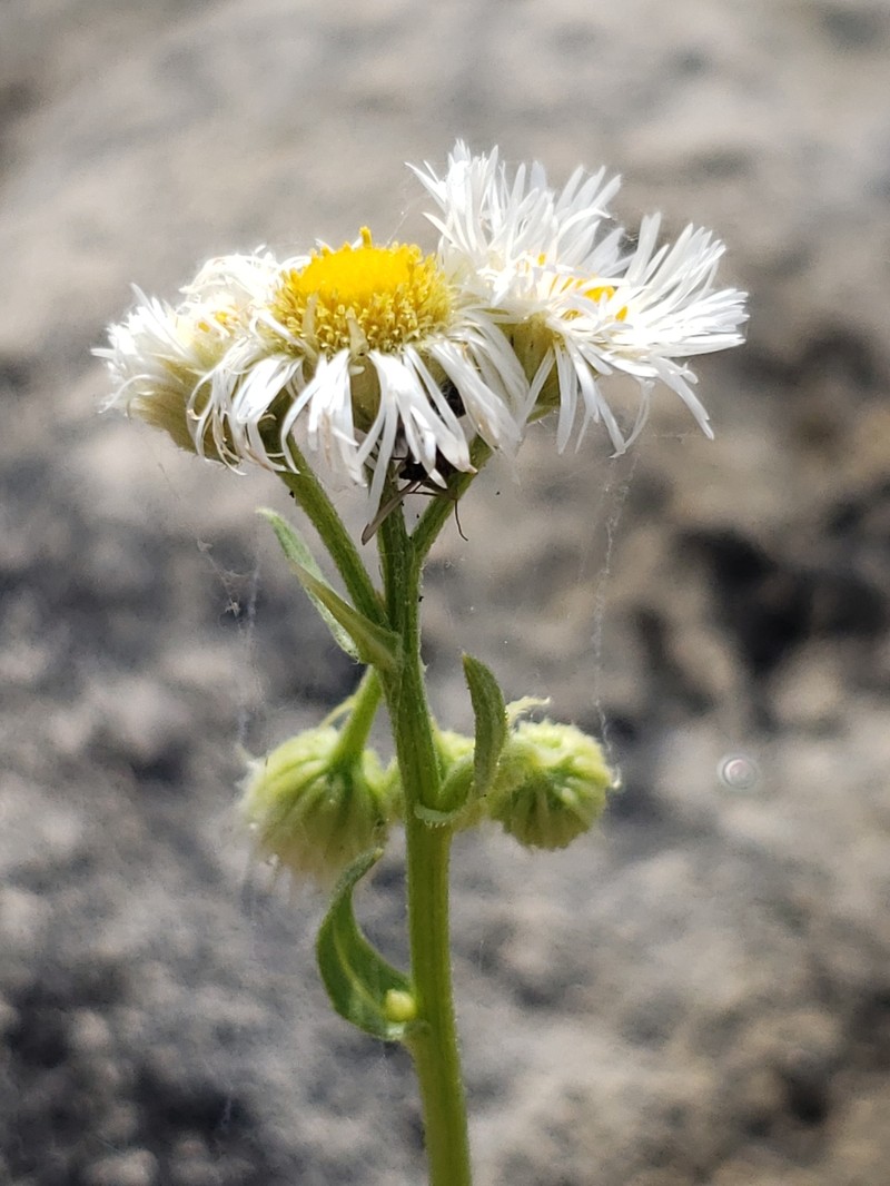 Erigeron philadelphicus var. provancheri photo 6