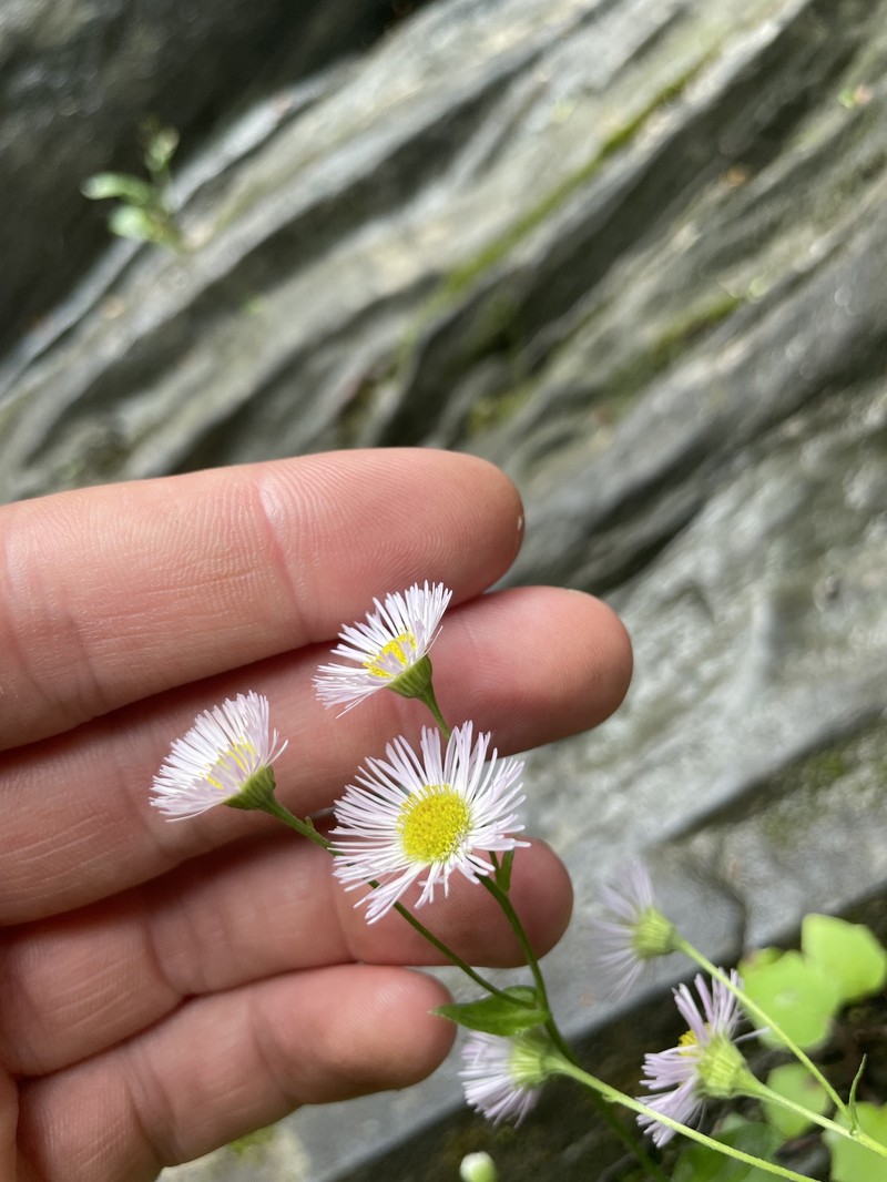 Erigeron philadelphicus var. provancheri photo 7