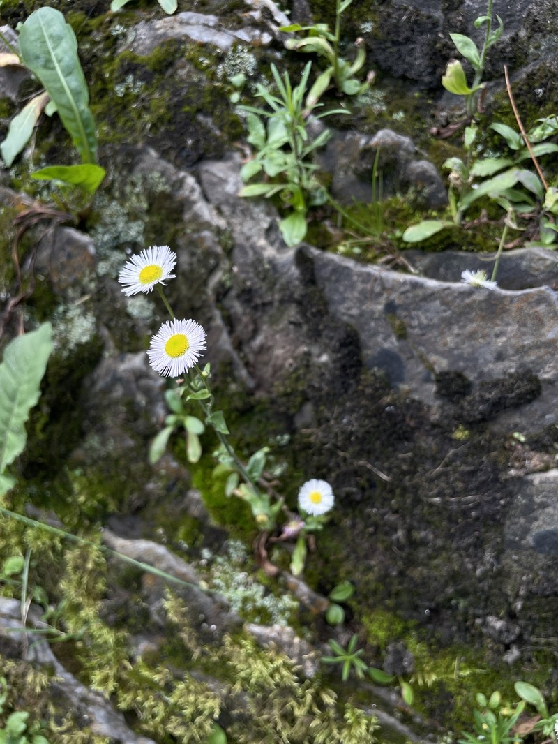 Erigeron philadelphicus var. provancheri photo 8