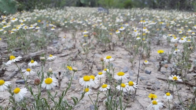 Erigeron pinkavii