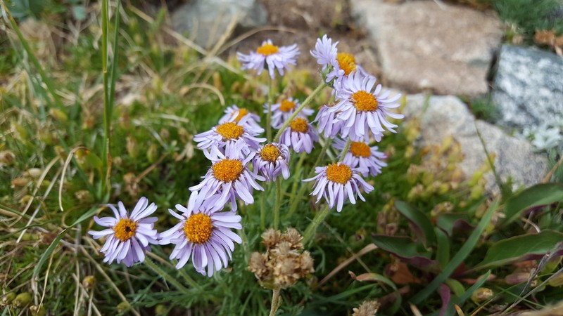 Featherleaf Fleabane