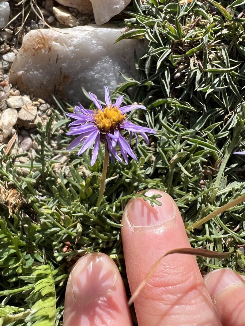 Featherleaf Fleabane photo 2