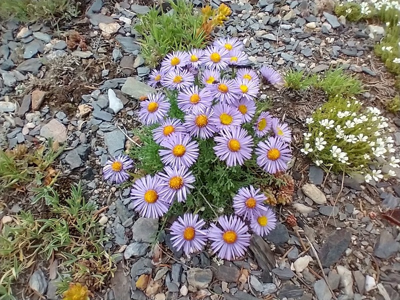 Featherleaf Fleabane photo 3