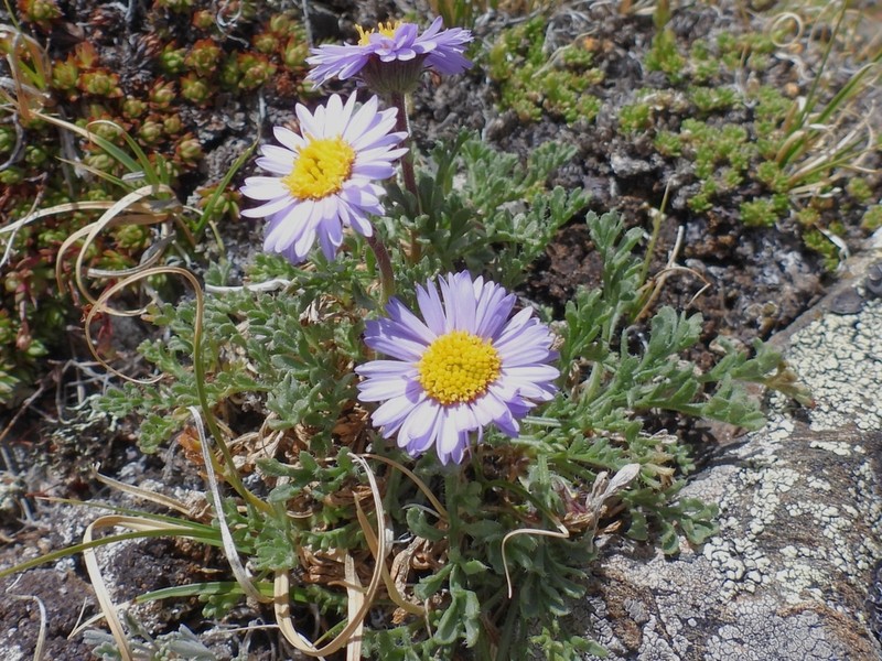 Featherleaf Fleabane photo 6