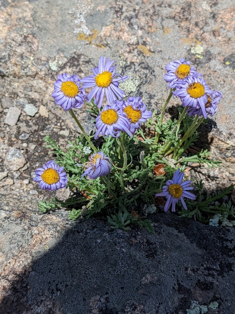 Featherleaf Fleabane photo 7