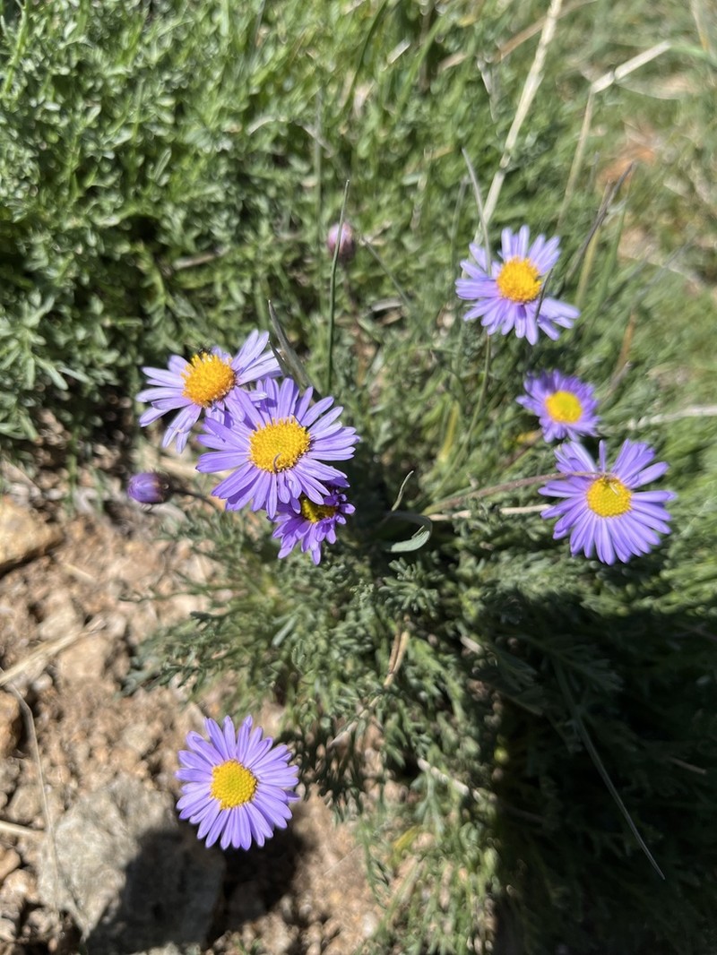 Featherleaf Fleabane photo 8