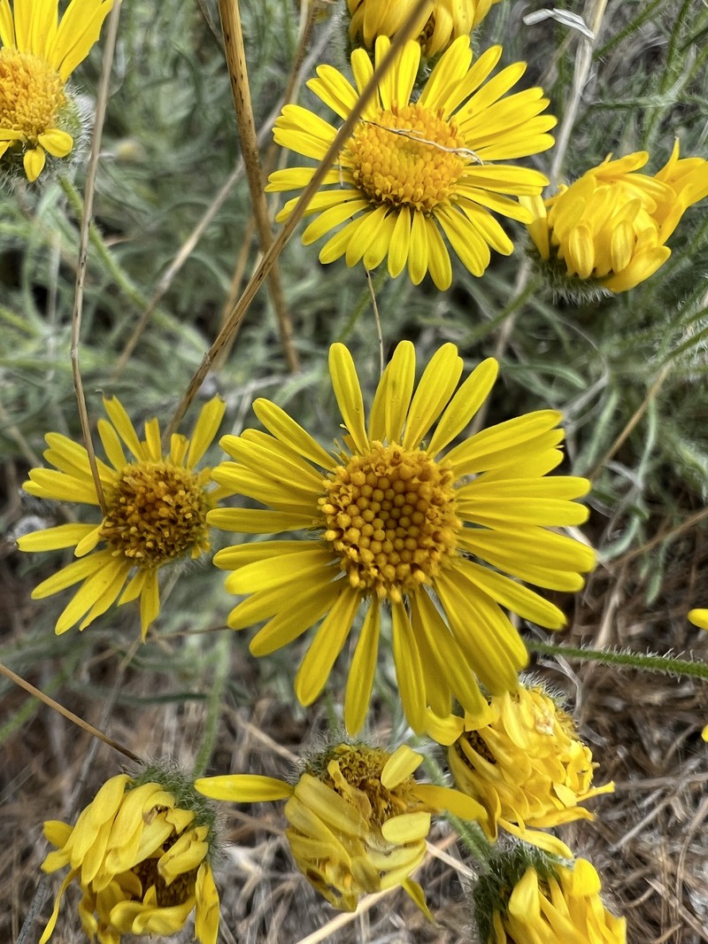 Piper's Fleabane