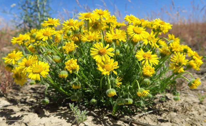 Piper's Fleabane
