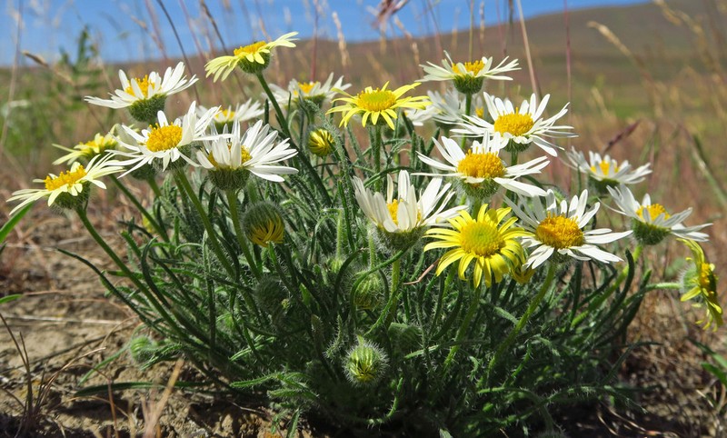 Piper's Fleabane photo 2