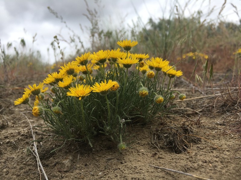 Piper's Fleabane photo 3