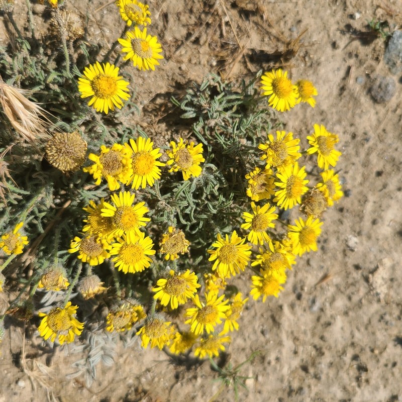 Piper's Fleabane photo 4