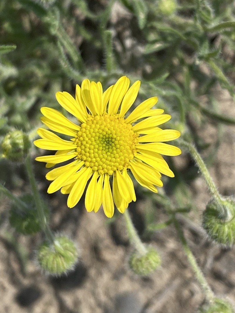 Piper's Fleabane photo 5