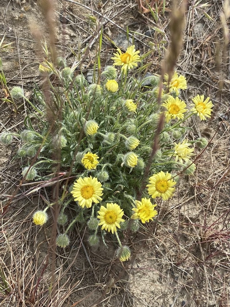 Piper's Fleabane photo 6