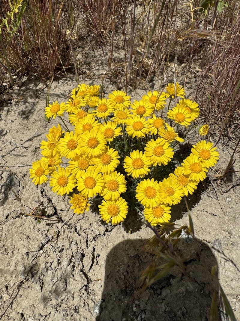 Piper's Fleabane photo 7