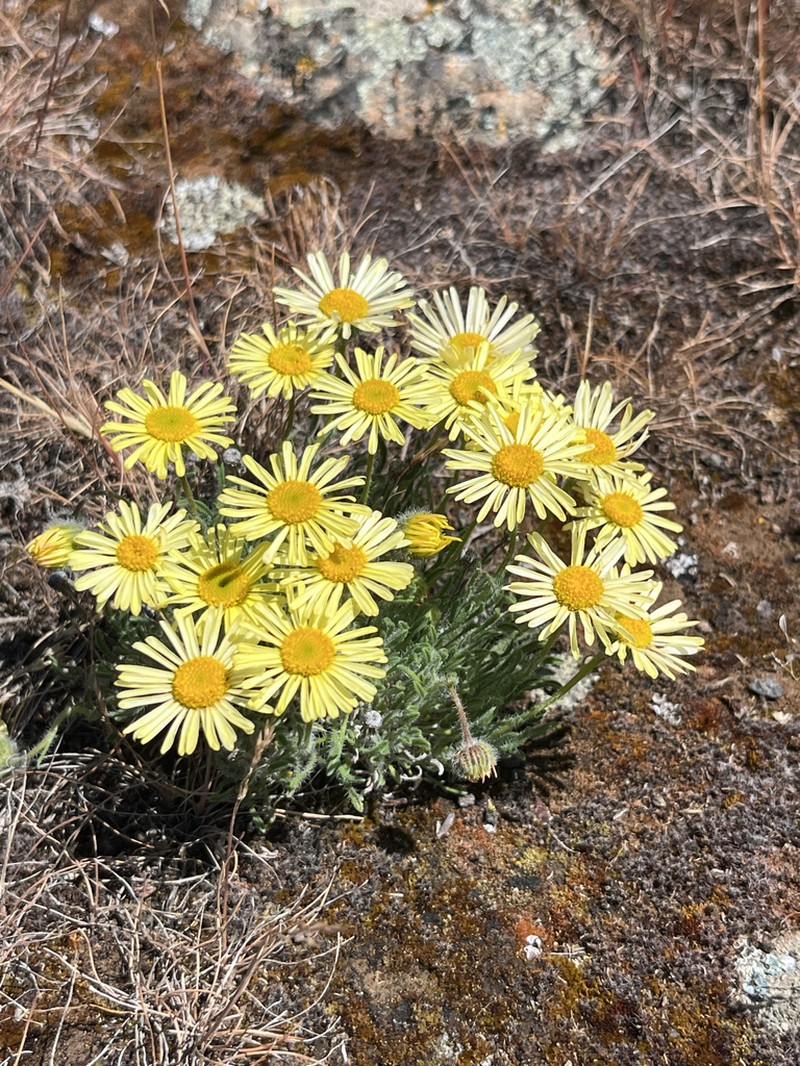 Piper's Fleabane photo 8