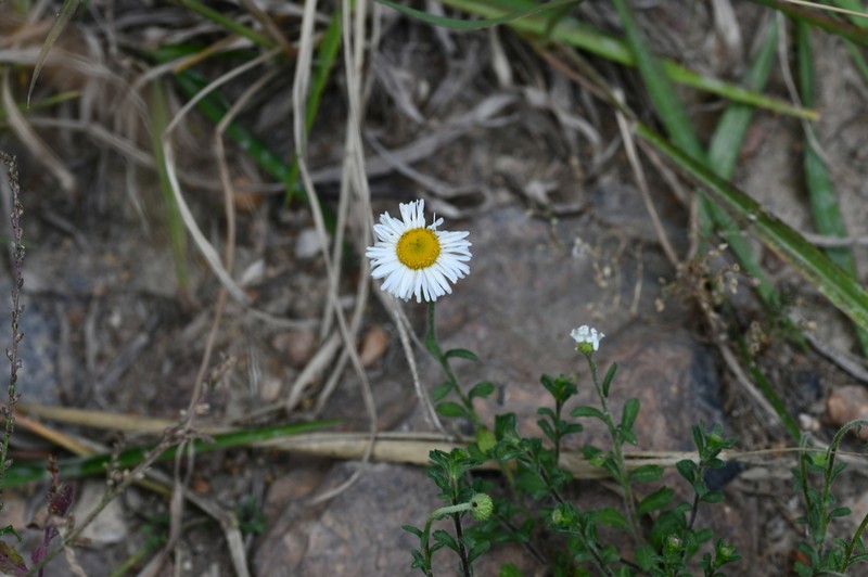 Erigeron podophyllus photo 2