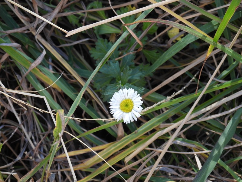 Erigeron podophyllus photo 3