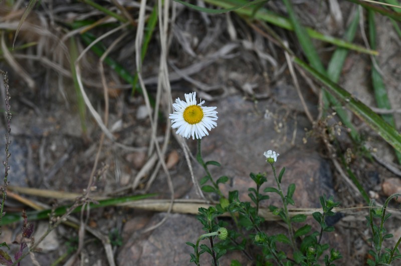 Erigeron podophyllus photo 4