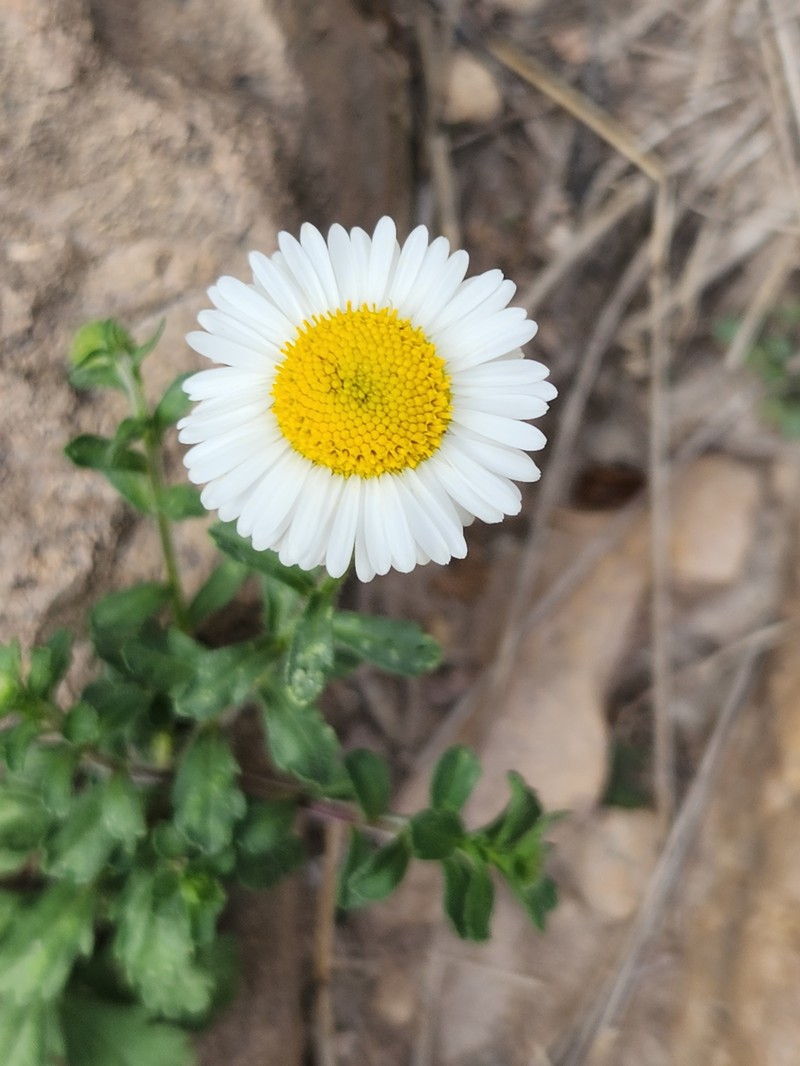 Erigeron podophyllus photo 5