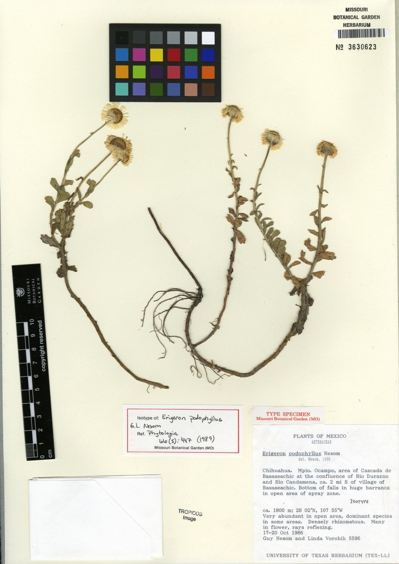 Erigeron podophyllus photo 6