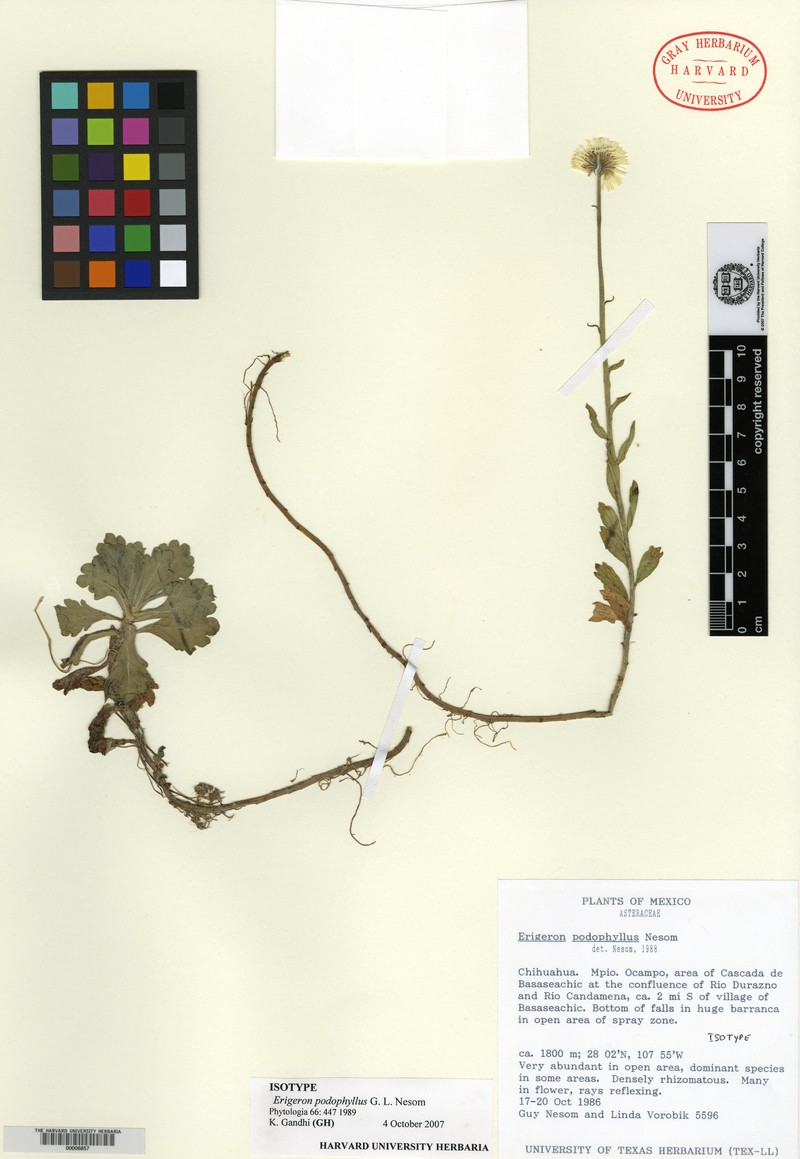 Erigeron podophyllus photo 7
