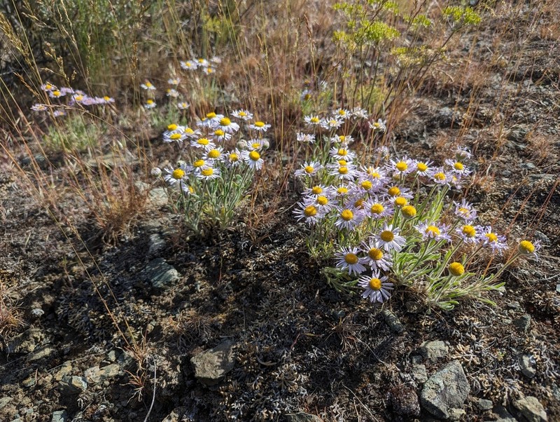 Purple Cushion Fleabane
