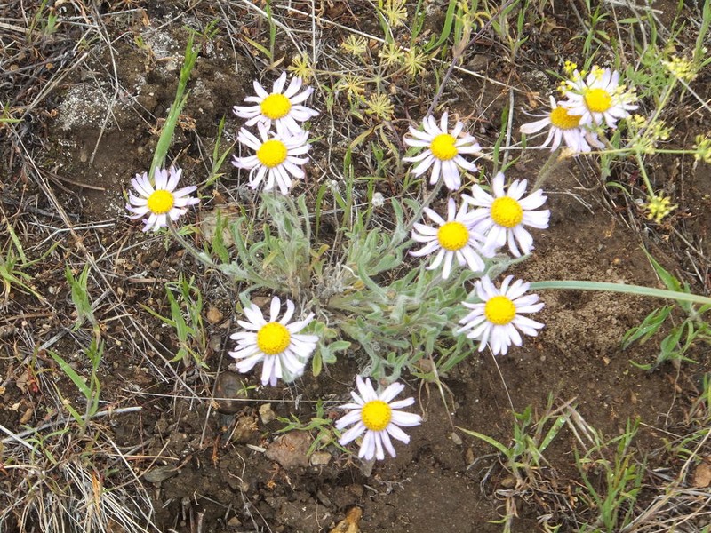Purple Cushion Fleabane photo 2