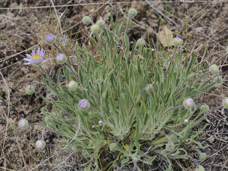 Purple Cushion Fleabane photo 3