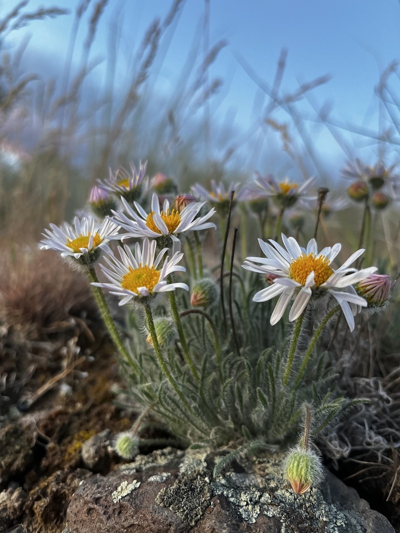 Purple Cushion Fleabane photo 4