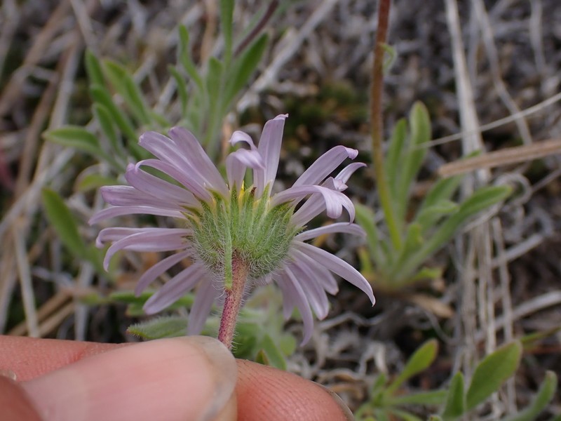 Purple Cushion Fleabane photo 5