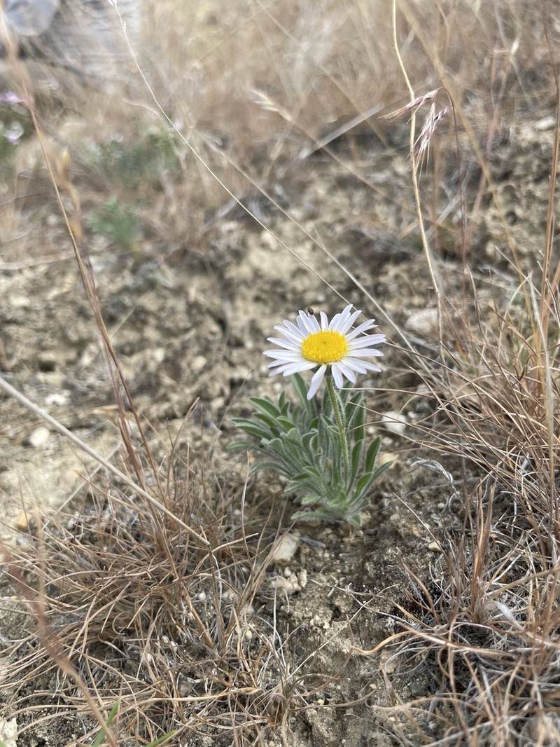 Purple Cushion Fleabane photo 6