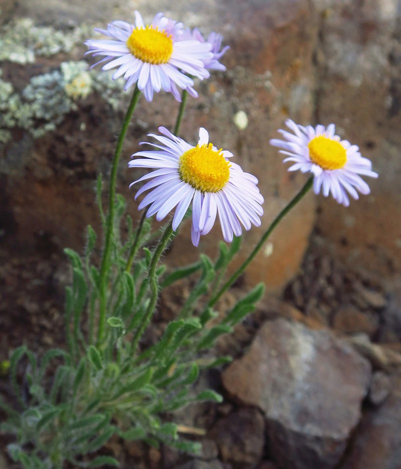 Purple Cushion Fleabane photo 7