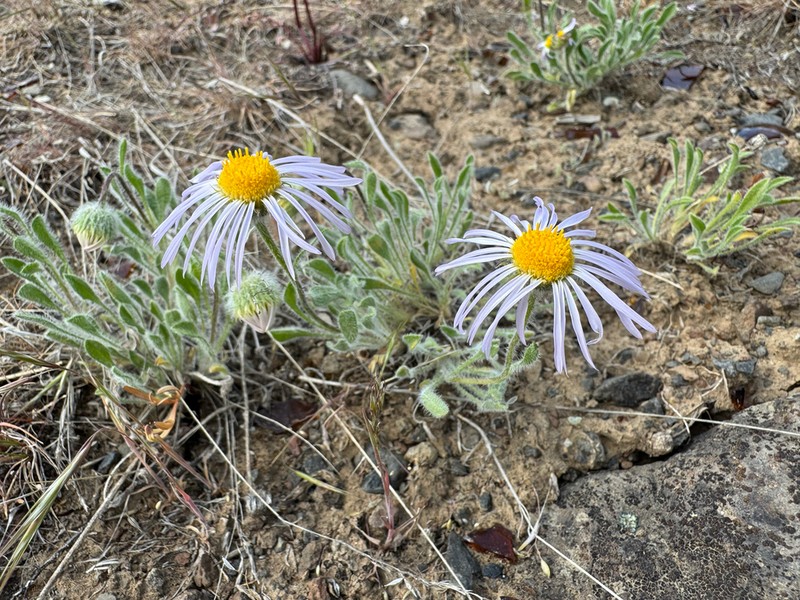 Purple Cushion Fleabane photo 8
