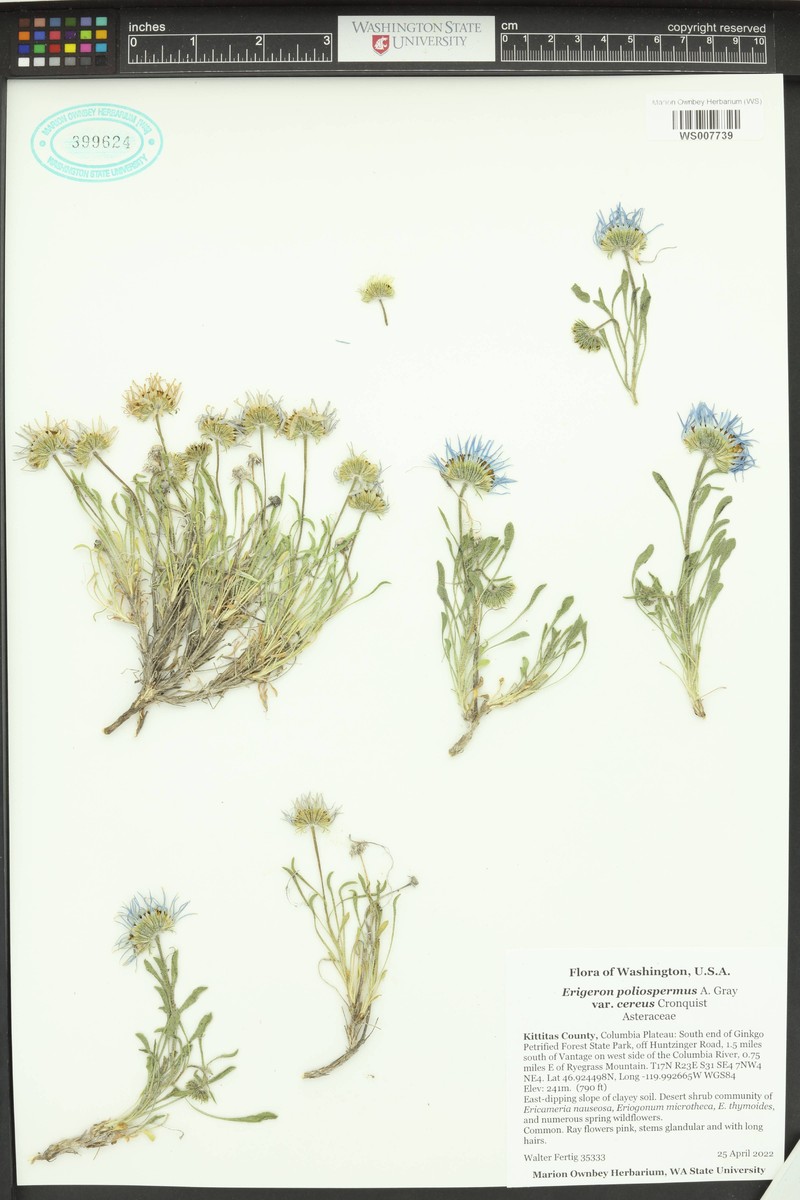 Erigeron poliospermus var. cereus photo 5