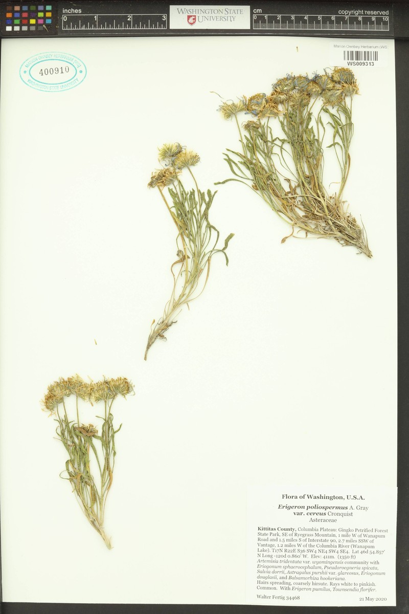 Erigeron poliospermus var. cereus photo 6