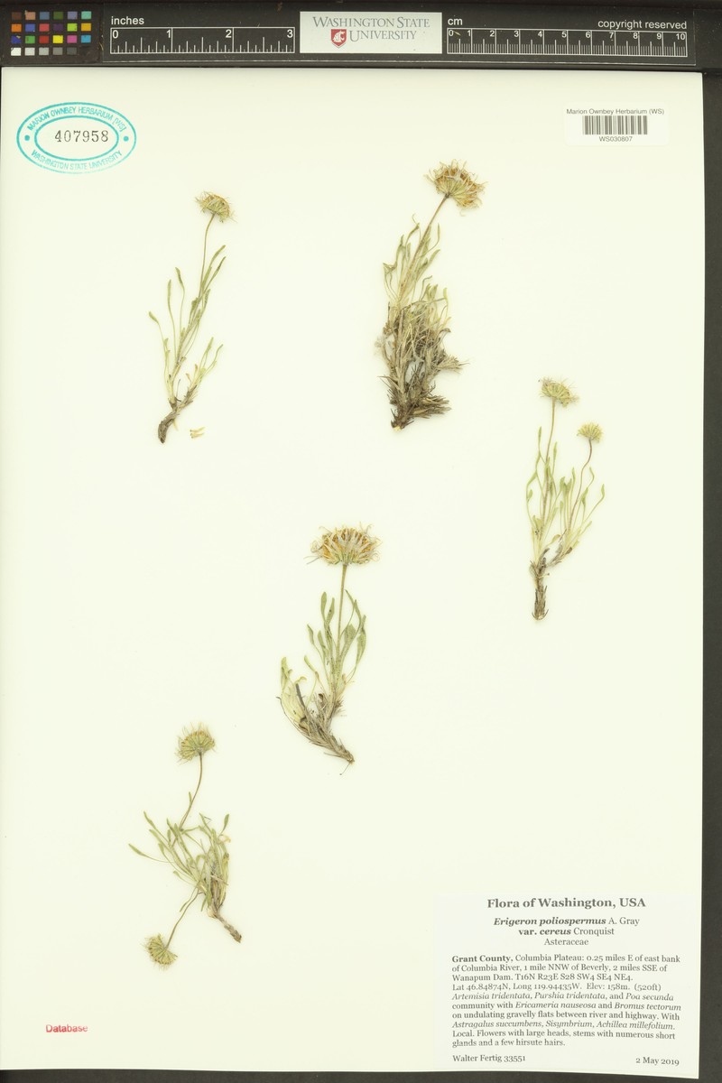Erigeron poliospermus var. cereus photo 7