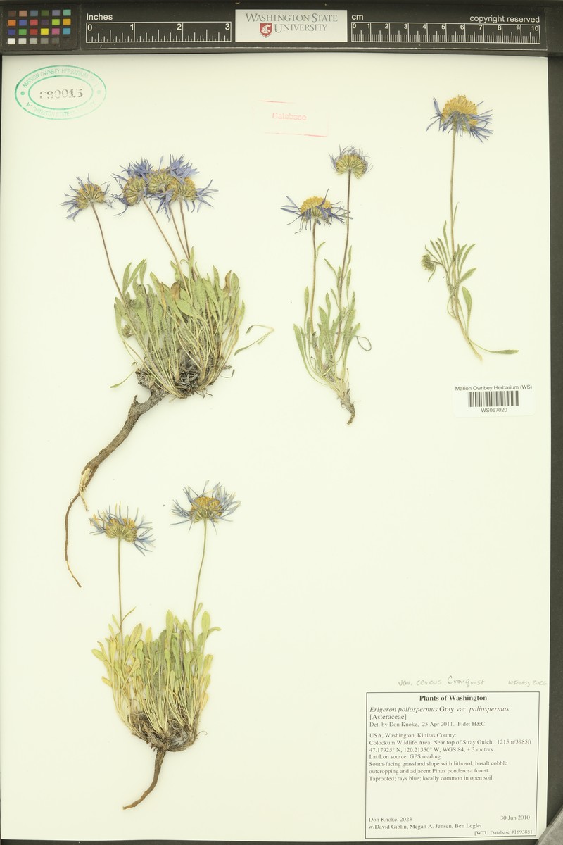 Erigeron poliospermus var. cereus photo 8
