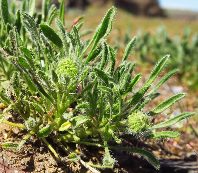 Erigeron poliospermus var. cereus